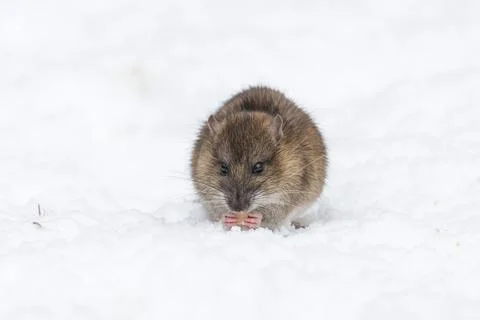 Brown rat Stock Photos