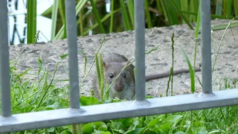 Brown Rat,  Rattus norvegicus Stock Footage