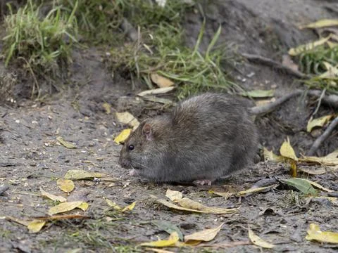 Brown rat, Rattus norvegicus Stock Photos