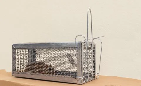 Brown rat in rusty old mousetrap cage. Stock Photos