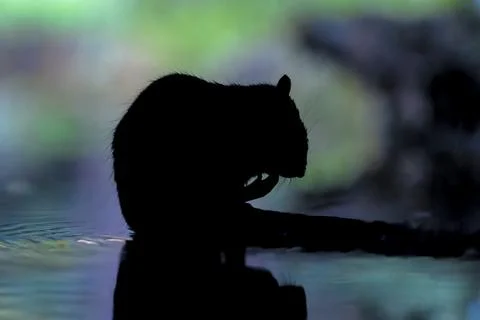 Brown Rat Silhouette with Reflection at Water's Edge, Netherlands Stockfoto's
