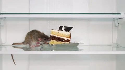 A brown rat sits on the shelf of an open refrigerator and eats a cake. Stock Footage 263189618