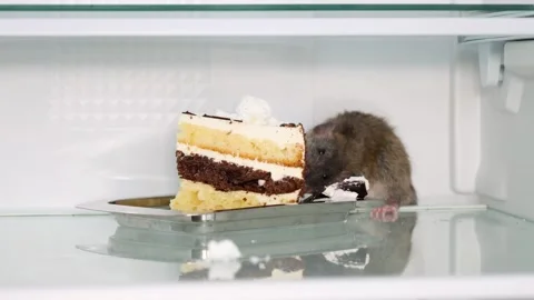 A brown rat sits on the shelf of an open refrigerator and eats a cake Stock Footage 263189989