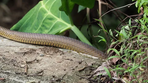 Brown rat snake slowly slithering into the jungle Stockbeeldmateriaal 340641300