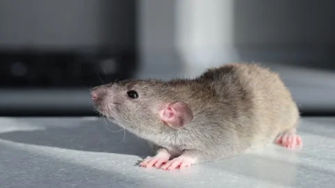 Brown Rat on the table. Rodent sits in front of the kitchen. Stock Footage 263869648
