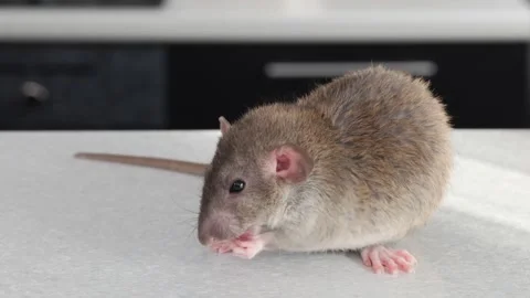 Brown Rat on the table. Rodent sits in front of the kitchen. Stock-Footage 263870184