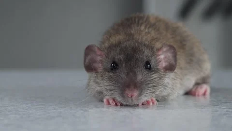 Brown Rat on the table. Rodent sits in front of the kitchen. Stock Footage 263870272