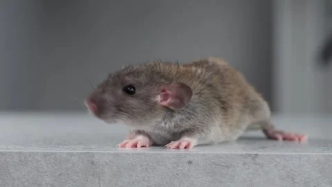 Brown Rat on the table. Rodent sits in front of the kitchen Stock Footage 263871048