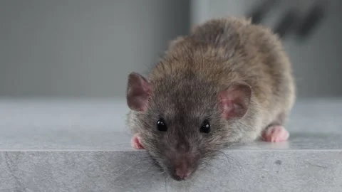Brown Rat on the table. Rodent sits in front of the kitchen Stock Footage 263871870