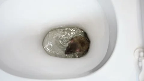 A brown rat is trying to get out of a water pipe. Rodent in a white toilet Stock Footage 262973032