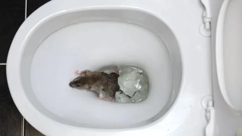 A brown rat is trying to get out of a water pipe. Rodent in a white toilet Stock Footage 262973384
