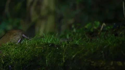Brown rat walking through mossy grass in forest Stock Footage 321442721