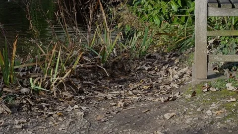 Brown Rats in a Park Stock Footage 142710504