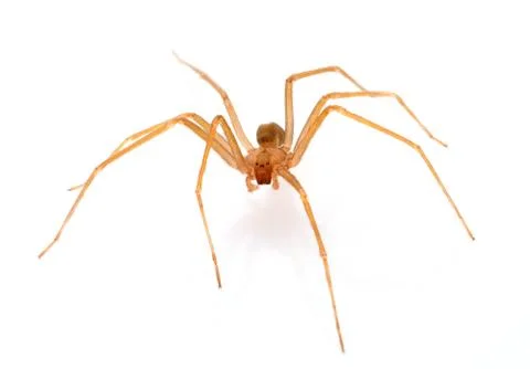 Brown recluse spider Stock Photos