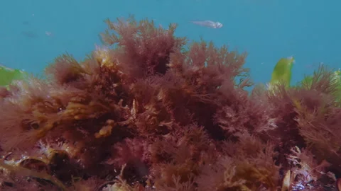 Brown, red and green macroalgae swaying in sea current with sand smelt Atherina Stock-Footage 342719702