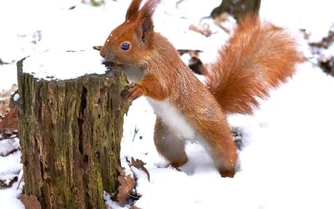 Brown red ginger squirrel on brown snow tree trunk Stock Photos