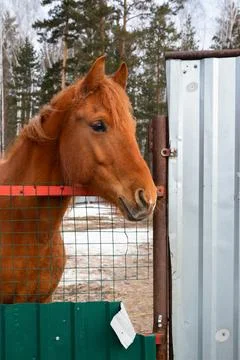 Brown red horse face muzzle close-up, portrait profile view. bay horse Stock Photos