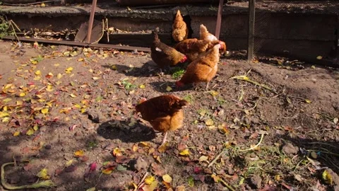 Brown red laying hens chickens walking around the yard and eating grass Stock Footage 313200436