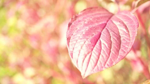 Brown-red leaf wobbles in a wind breeze on a sunny autumn day Stock Footage 96071092
