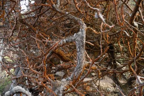 Brown red small branches Stock Photos