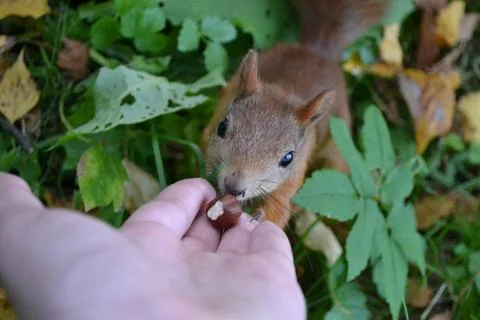 Brown, red squirrel eats hazelnuts Stock Photos