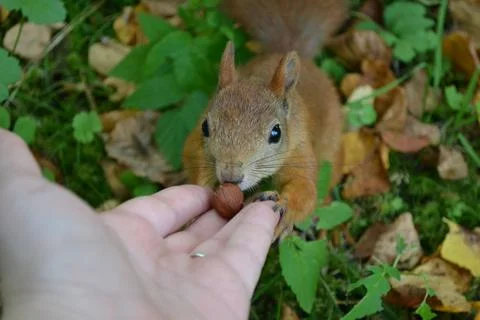 Brown, red squirrel eats hazelnuts Stock Photos