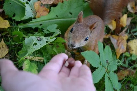 Brown, red squirrel eats hazelnuts Stock Photos