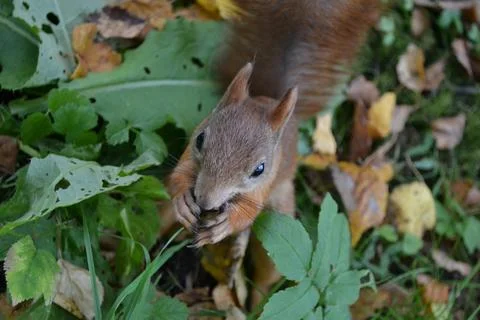 Brown, red squirrel eats hazelnuts Stock Photos