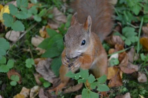 Brown, red squirrel eats hazelnuts Stock Photos