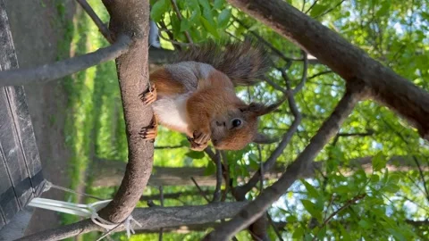 A brown red squirrel sits on a branch and nibbles on a nut. Stock Footage 197078717