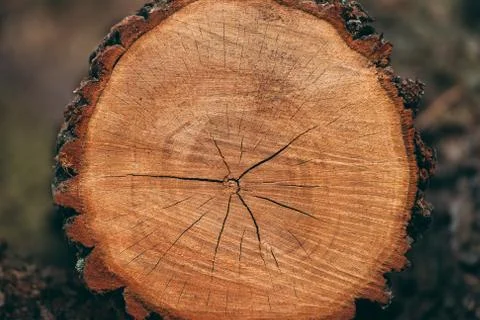 Brown-red trunk of a cut tree with bark. Wood texture with age circles and cr Stock Photos