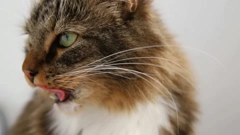 Brown, red, white and striped cat close-up. Stock Footage 160807603