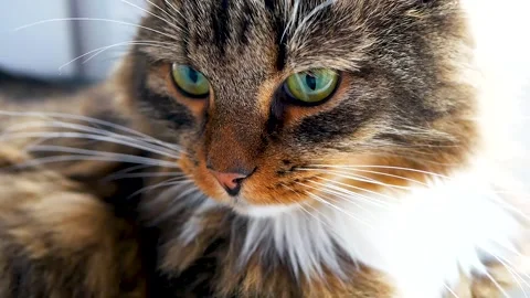 Brown, red, white and striped cat close-up on the window. Stock Footage 162666331