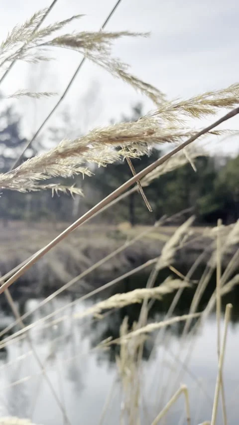 Brown Reed Grass Swaying With The Wind On The pond In Summer. Stock Footage 281189151
