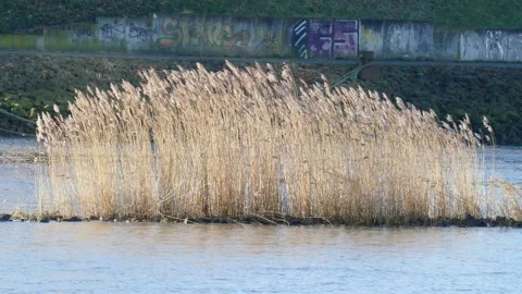 Brown reed grass in Winter in a river, Germany, Europe Stock Footage 130247923
