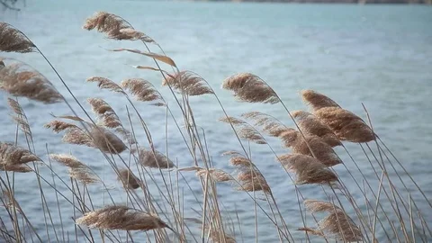 Brown reed on lake Stock Footage 74312057