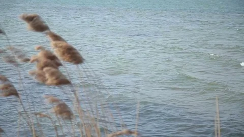 Brown reed on lake Stock Footage 74312372