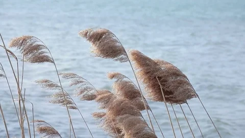 Brown reed on lake Stock Footage 74312968