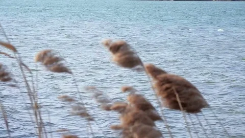 Brown reed on lake Stock Footage