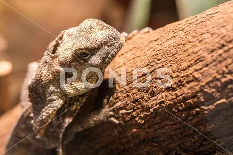 Brown reptile climbing and sitting on the wooden tree branch Stock Photos