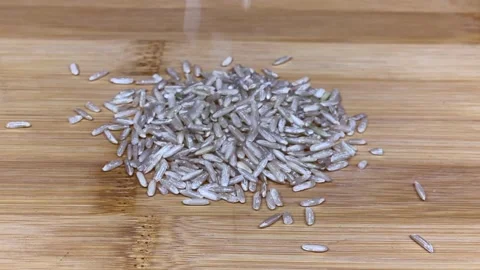 Brown rice Stock Footage 147715814