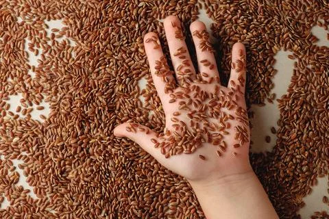 Brown rice spread across a table with a hand gently grasping grains Stock Photos