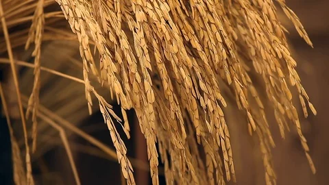 Brown rice uncooked Stock Footage 91126367