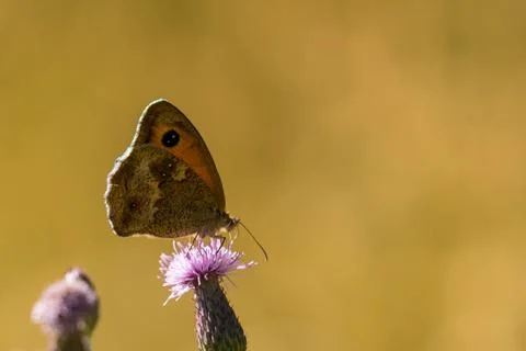 Brown ringlet butterfly with balack dot on the wing viewed from the side rest Stock Photos