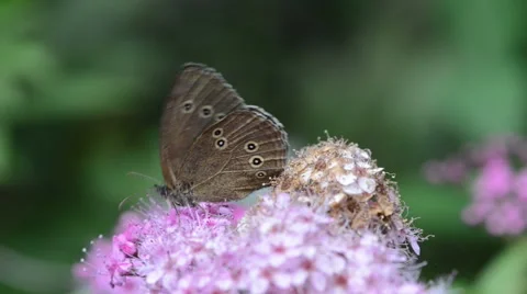 Brown Ringlet Butterfly on Spiraea bush Video stock 41886683