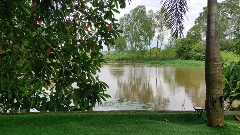 Brown river and lush trees on the river side Stock Footage 221963253