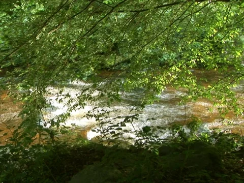 Brown River Stock Footage 489803