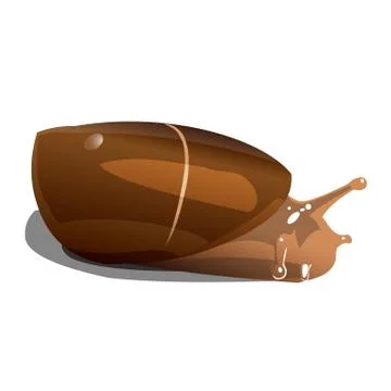 Brown river snail on white background isolate Stock Illustration