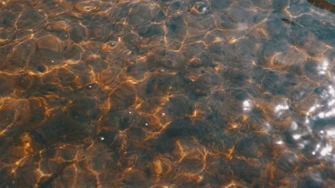 Brown River Water, Algae, Sunlight Stock Footage 293267387