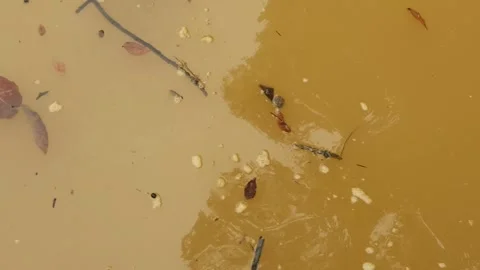 Brown river water flowing through the rainforest of West Kalimantan, Indonesia Stock Footage 345859842